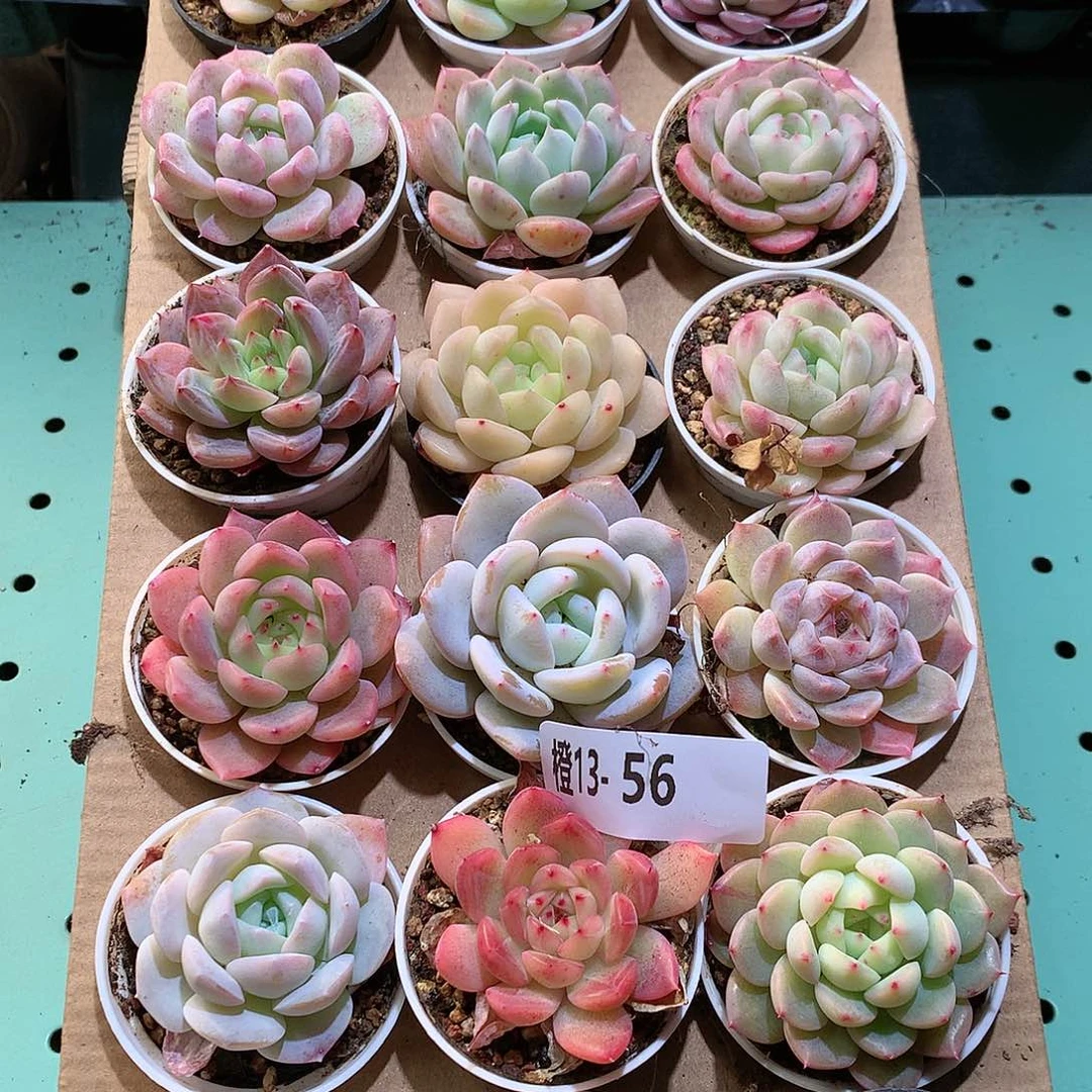 13-56一物一拍带盆18颗。