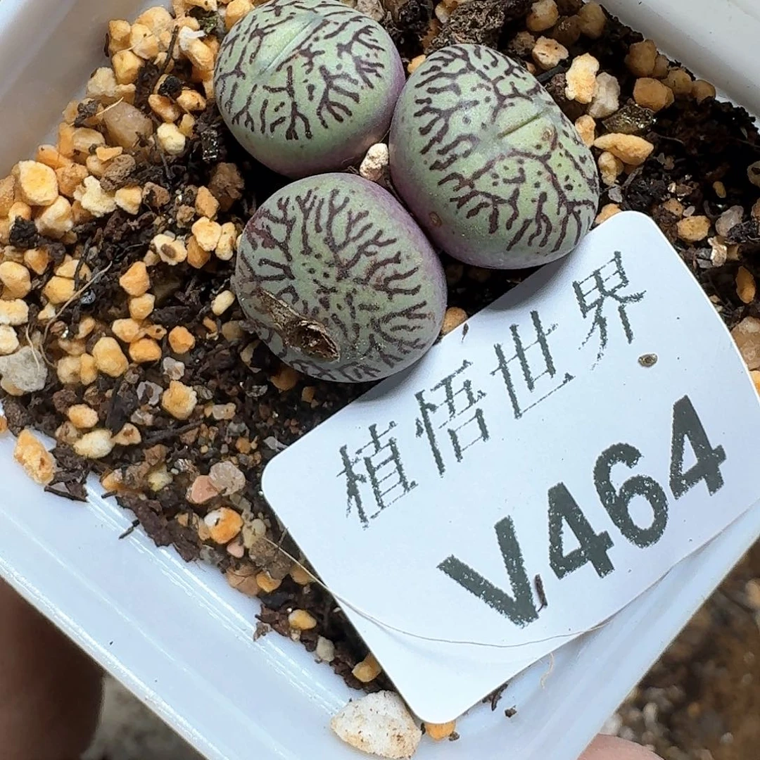 464号多肉植物哇f v