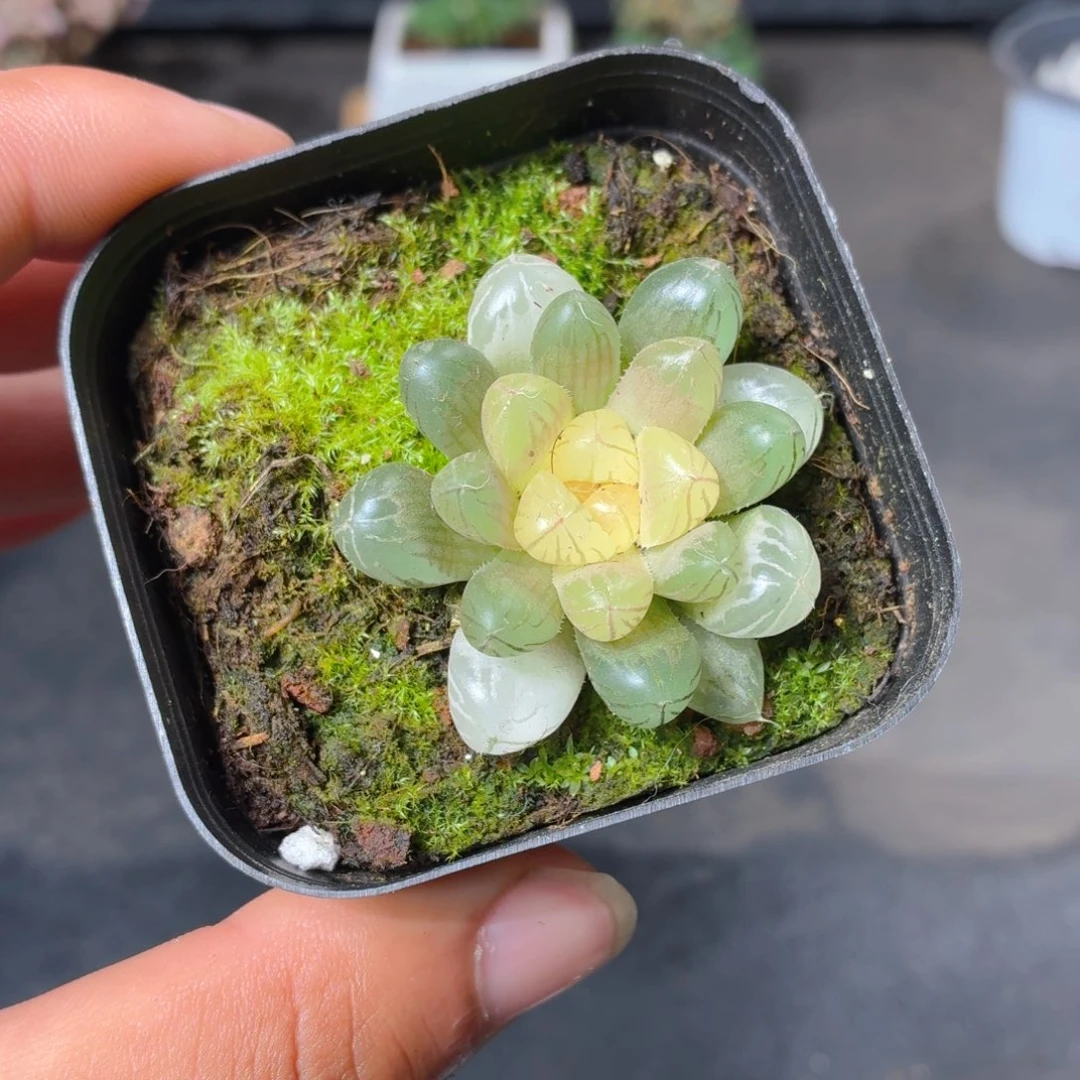 琥珀玉露多肉9.9包邮发货