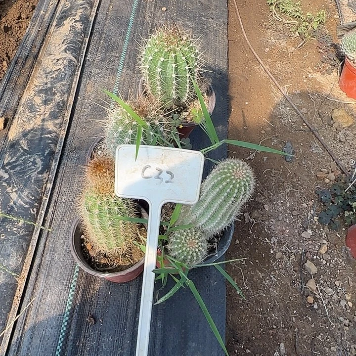木***易C32毛花柱实生球20的