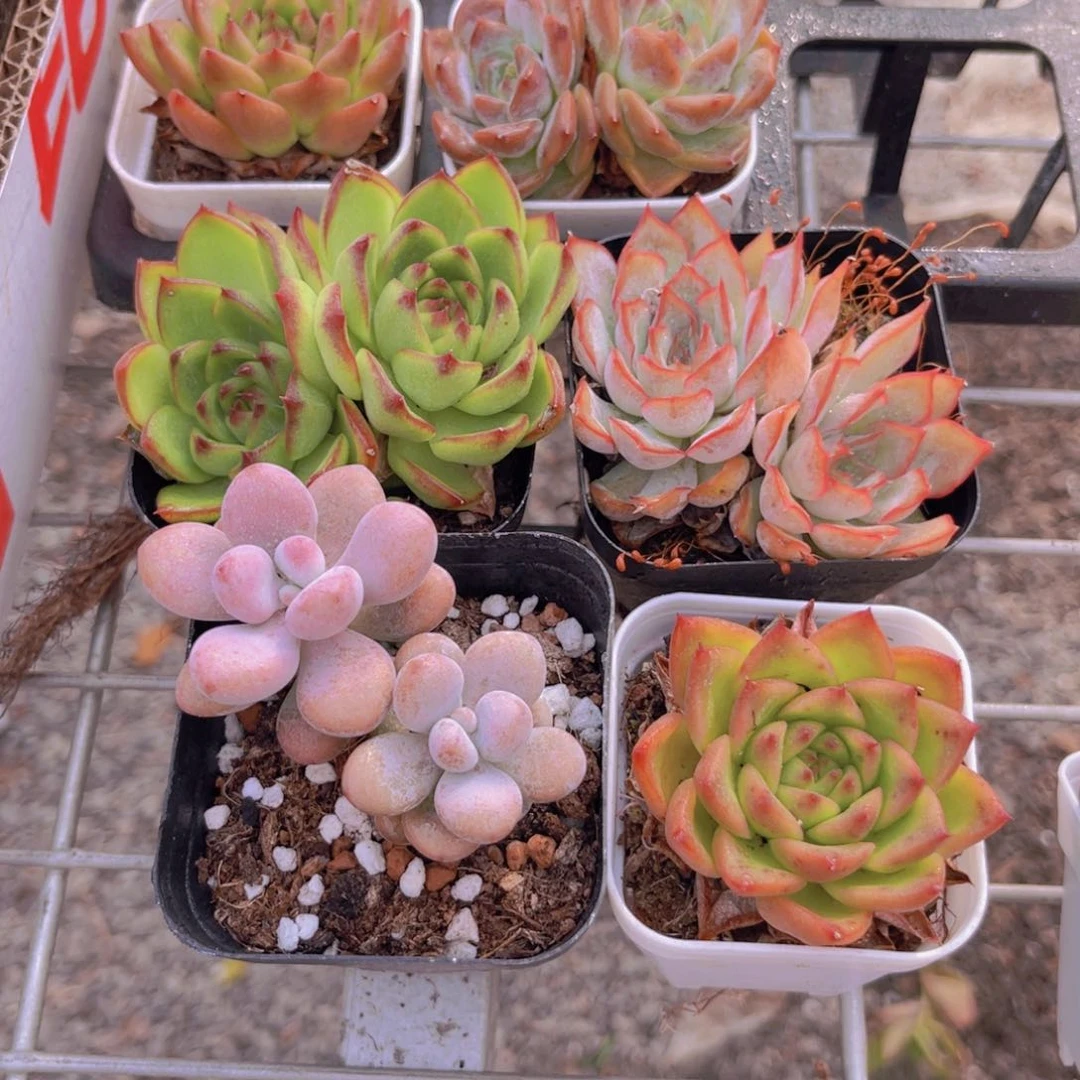 月亮石多➕菲欧娜多➕桃蛋双头➕安斯顿