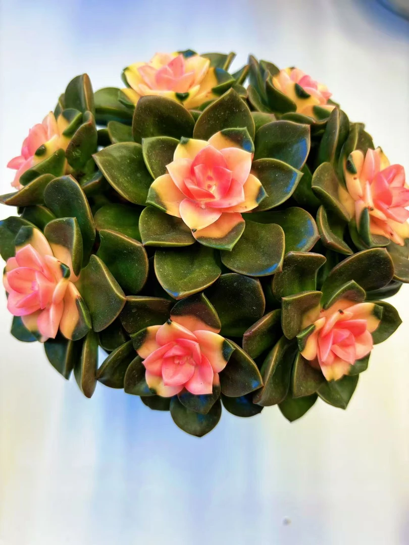 【红心巧克力锦】 带盆土发好养室内花卉盆栽 喜乐多肉