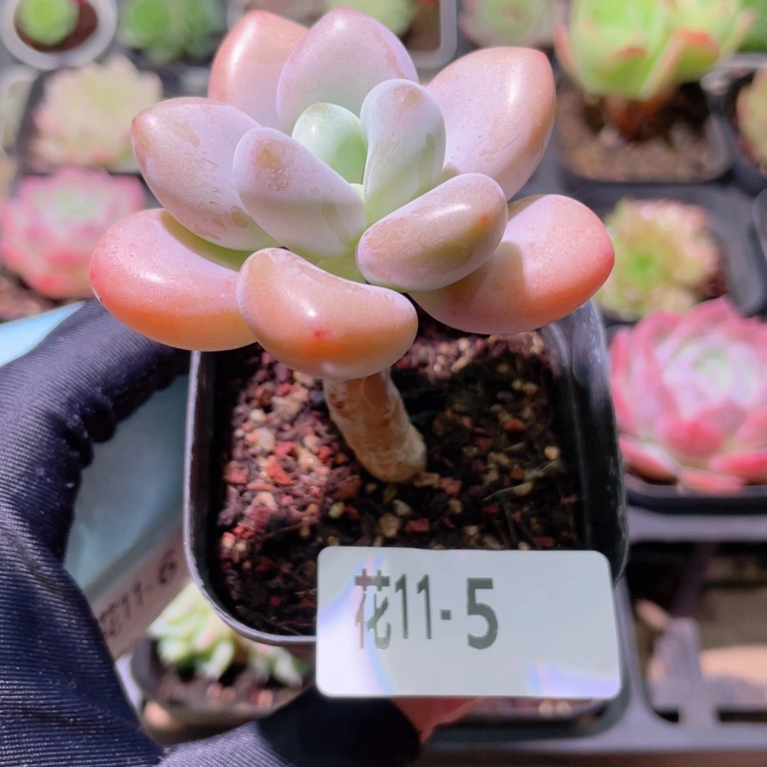 花利美11-5洛神单头