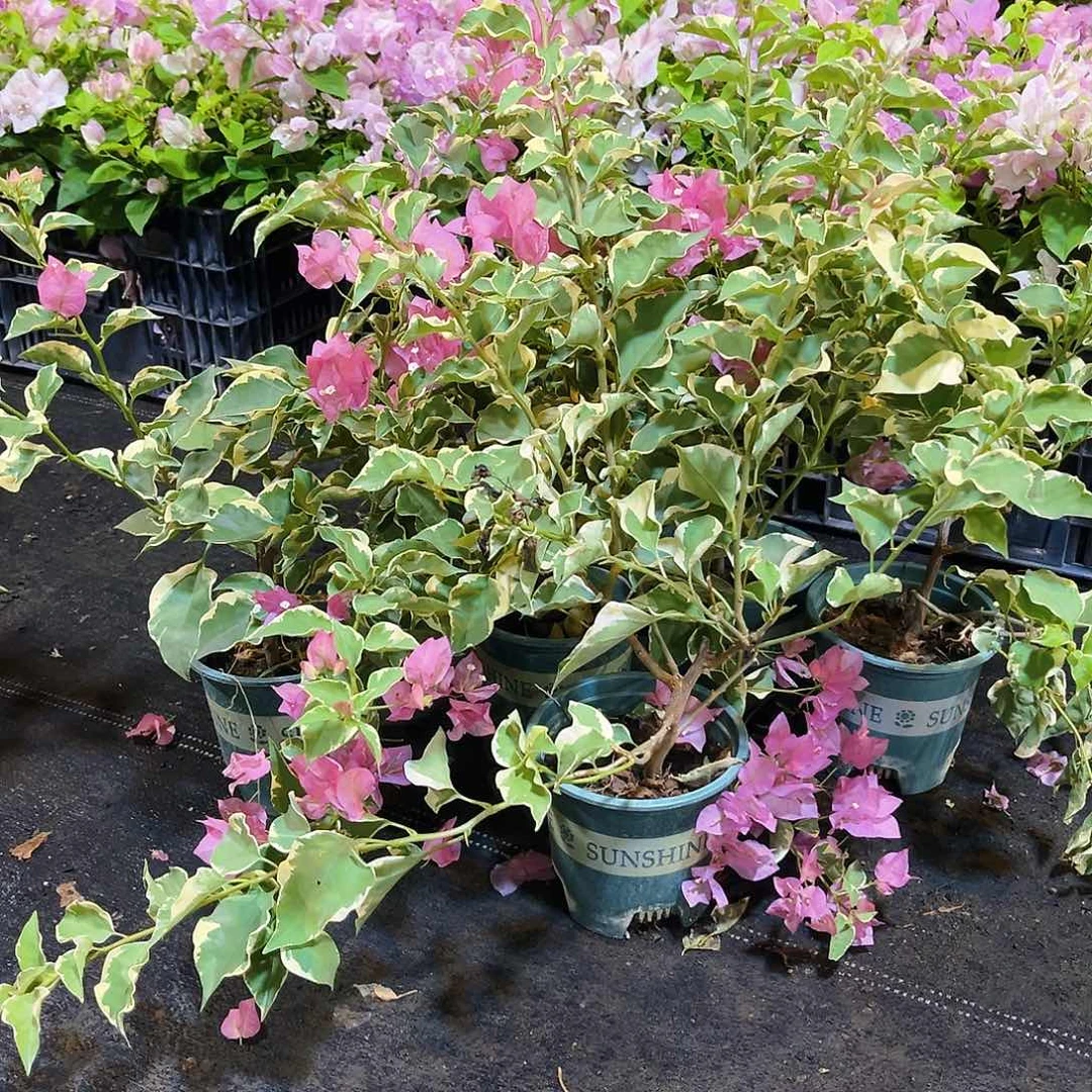 当前无花栽培后可以开花蜡染粉掌中宝一颗