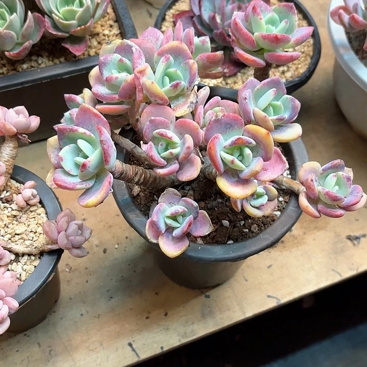 多肉植物，白月光