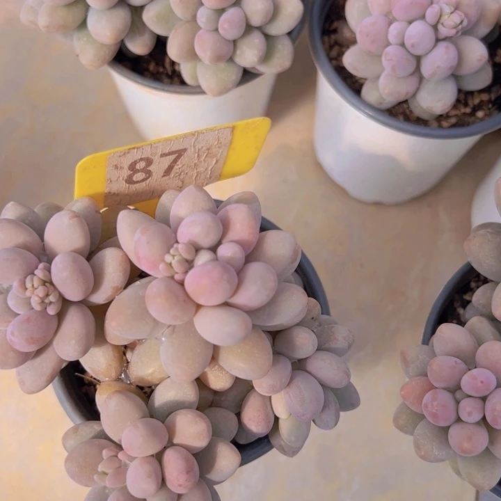 健健康康平平安安