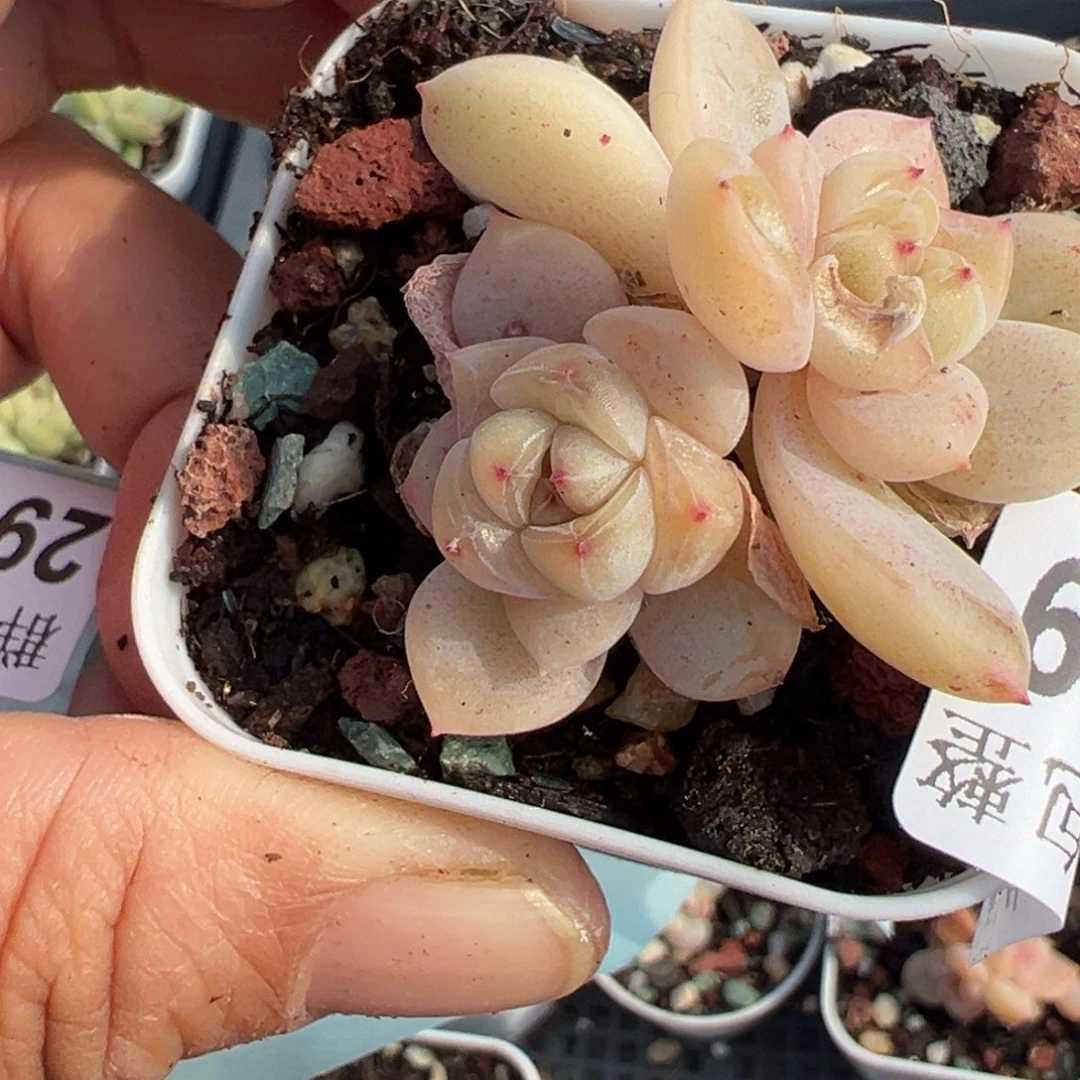 小卡拉米糖心一物一拍29-59