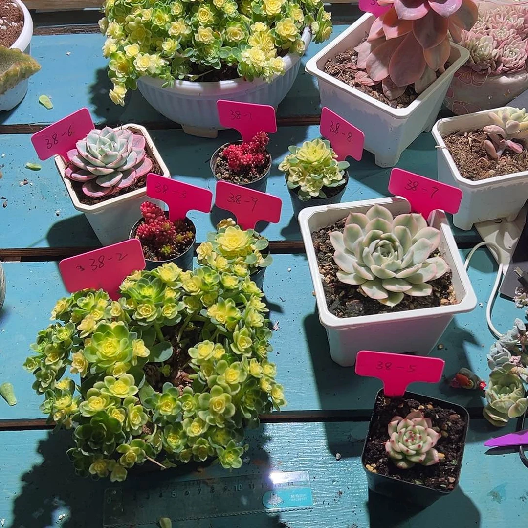 富****）大转盘转一次，不退不换