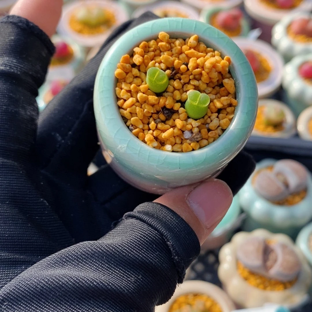 5090--一物一拍 带盆 奶瓶