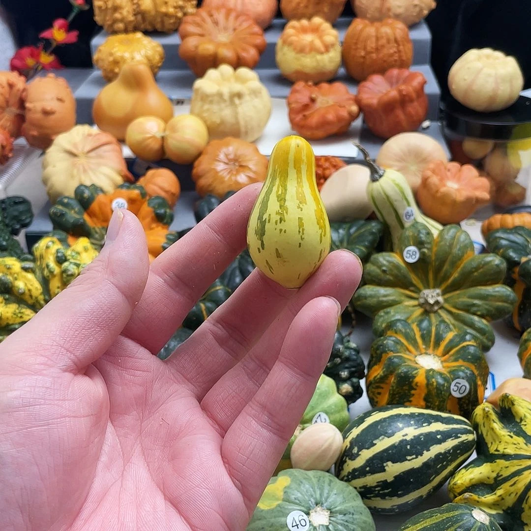 越***常墨西哥七彩高的葫芦