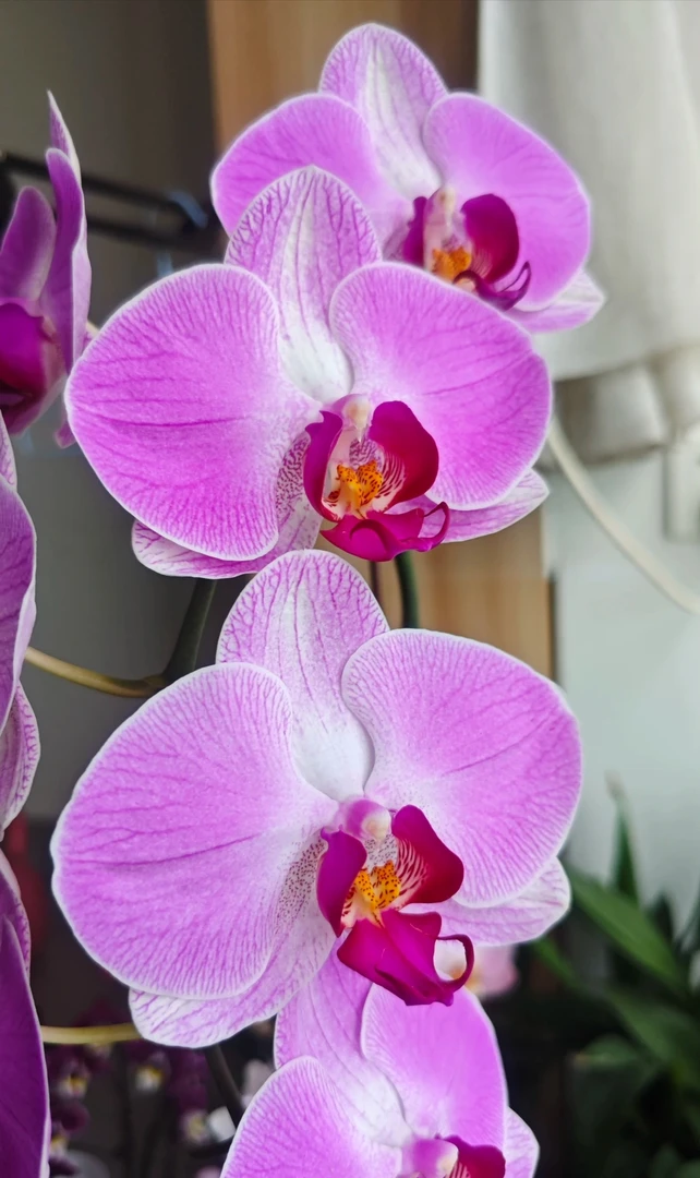 【情人二号】蝴蝶兰苗子3.5杯带花剑大花丝绒质感精品苗