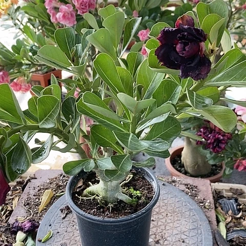 【闪购商品】无花朵巴**姥