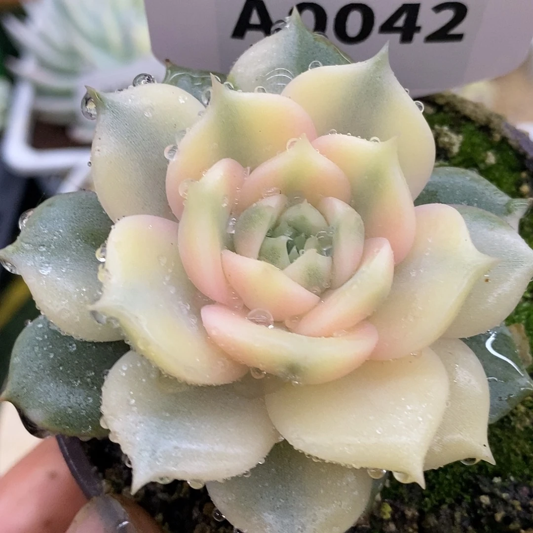 42贝加尔湖哈哈哈哈哈哈