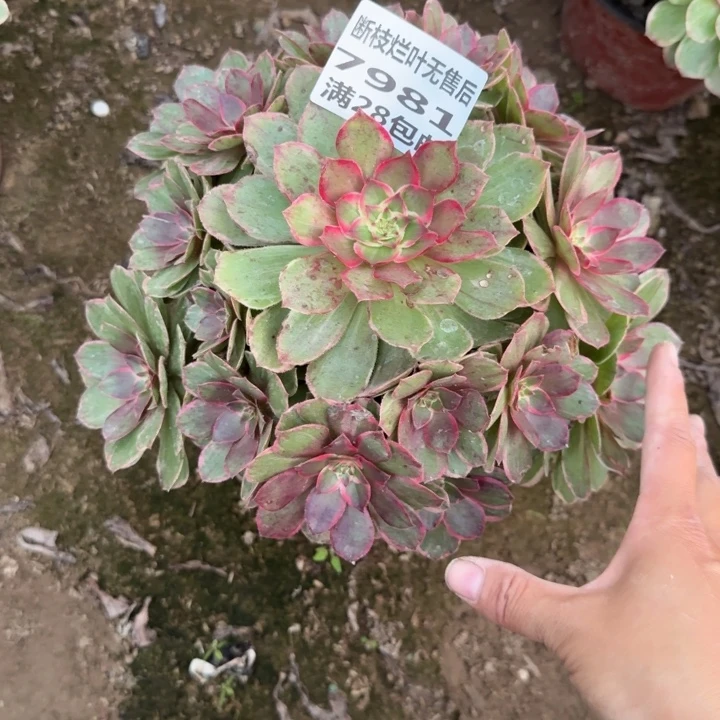 7981二号棚莲花座A