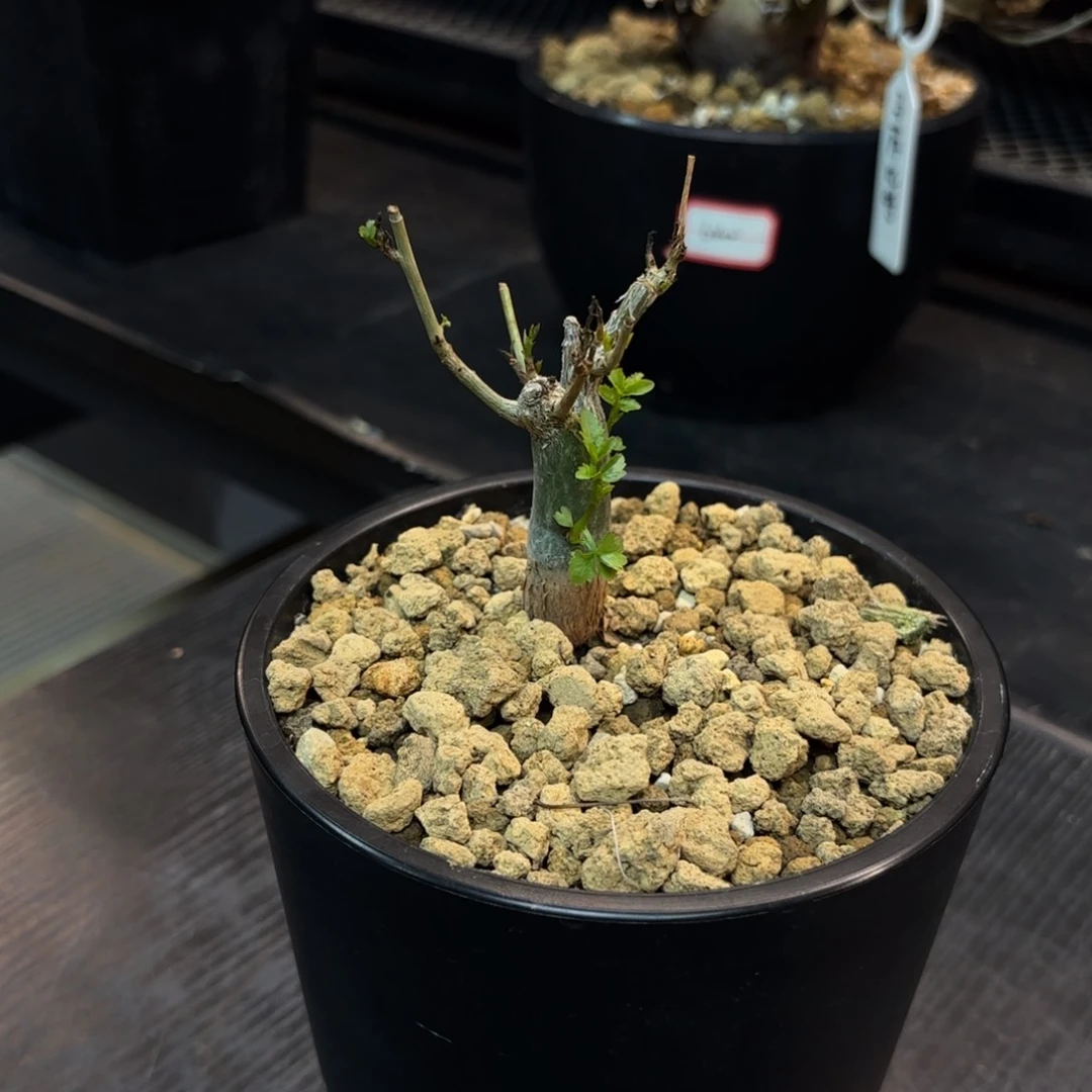 小叶芳香带盆土。