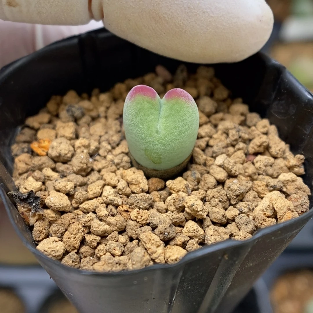 多肉植物肉锥杂交K-3266