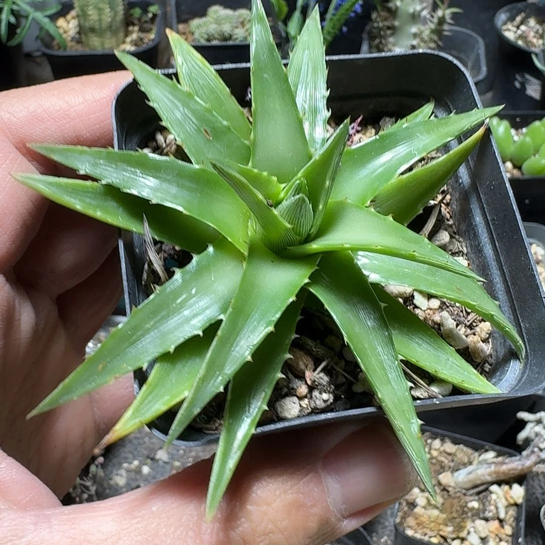 337辉山沙漠凤梨脱土发货