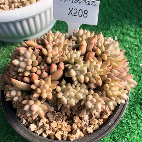 胖**胖我是第一百个为妖刀应援的阴阳师