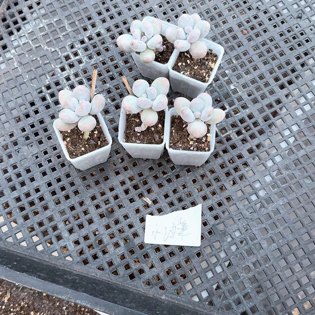 小油菜一物一拍专拍