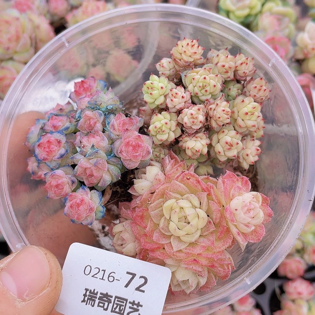 00000000000072量拍