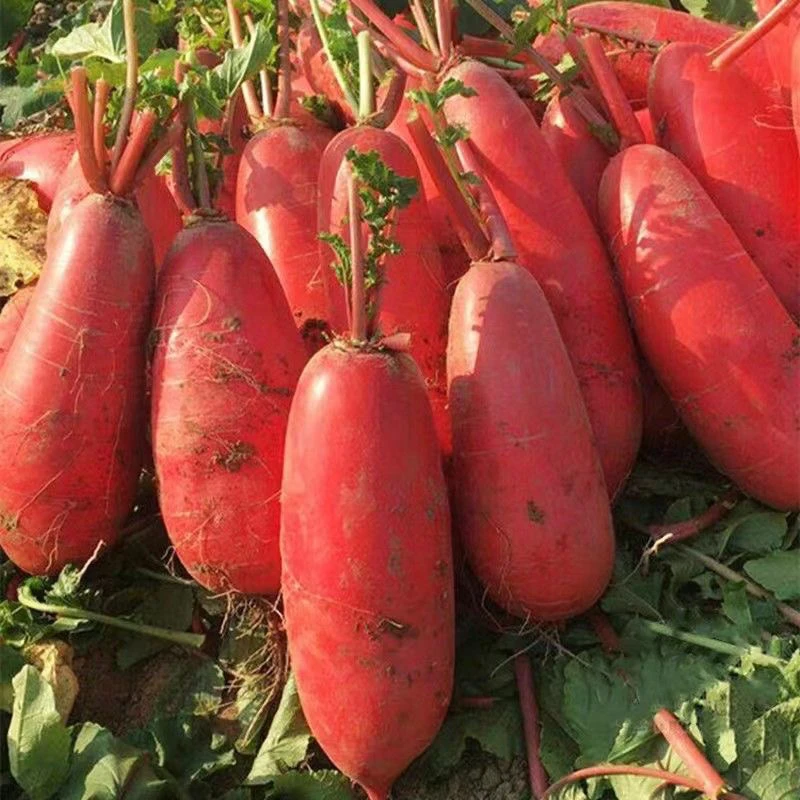 黑龙江原生态 水萝卜。新鲜发货顺丰包邮