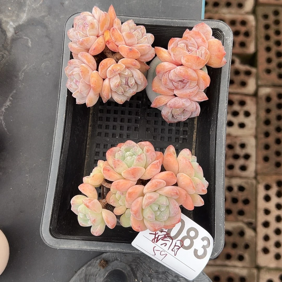 摘****2083，三个肉肉带盆发的