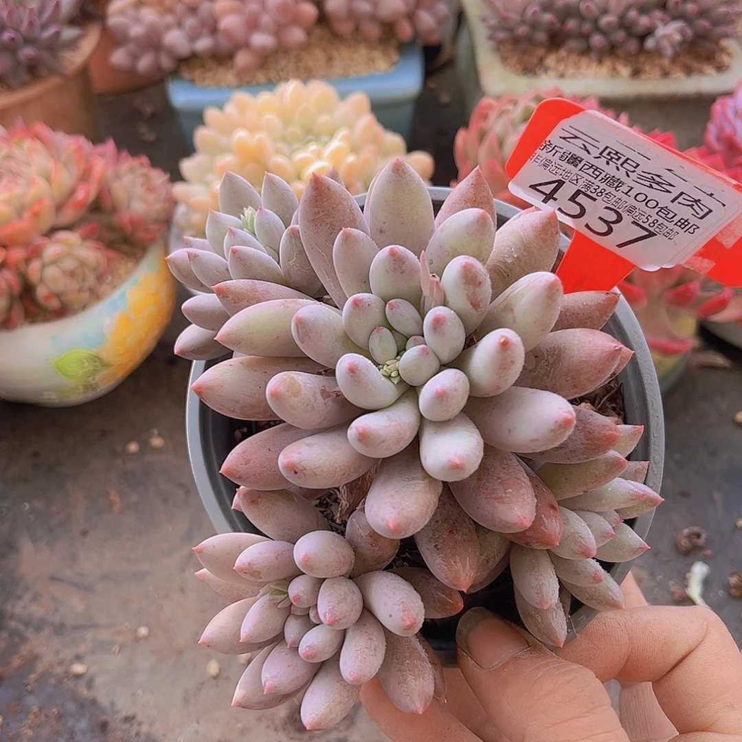 4537所罗门多肉植物