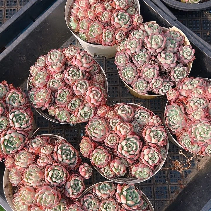 小杯娜娜小勾，满18包邮