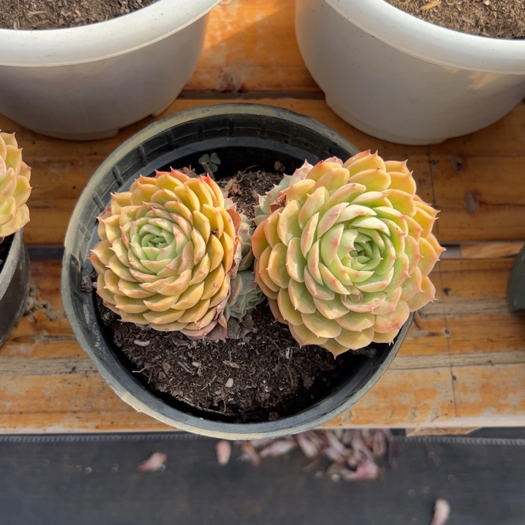 多肉昂斯诺【非偏远满18包邮】