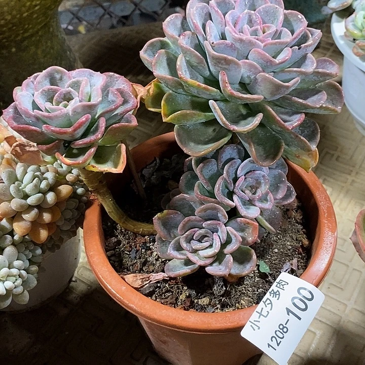 人***得小七夕多肉美尻100