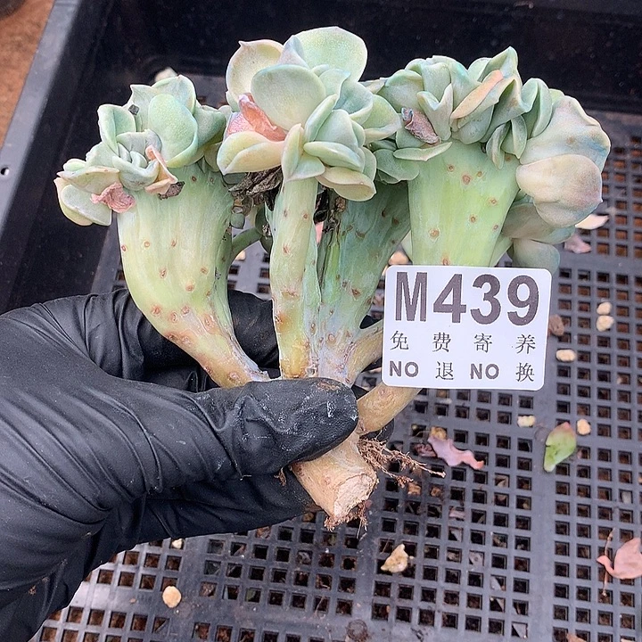 可爱玫瑰缀化 多肉植物9.17号左右发
