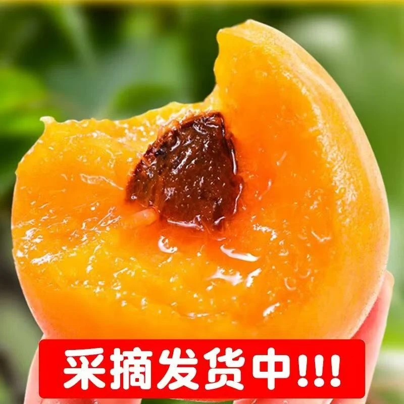 现摘现发贵妃红大黄杏新鲜应季酸甜多汁孕妇水果八成熟发货