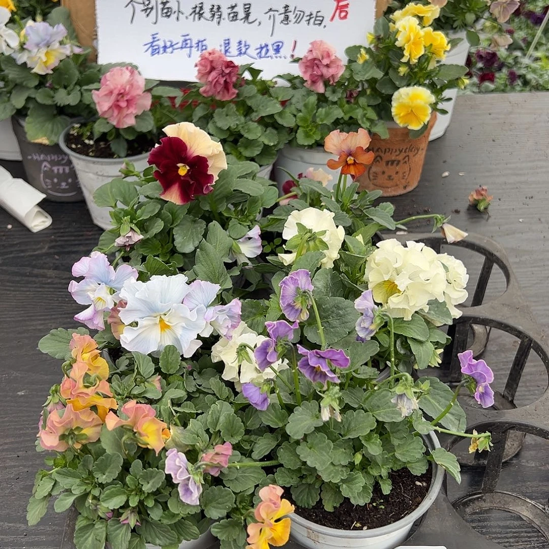 大部分花苞少量开放205号