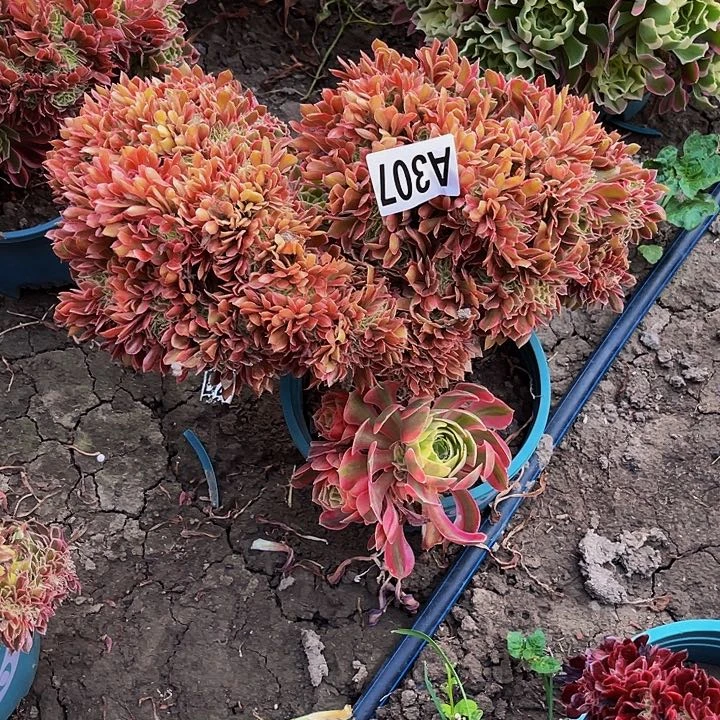 女神法师15//44包邮