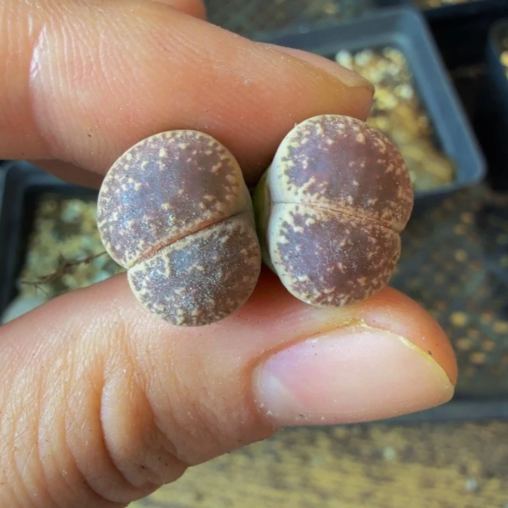 萍*儿多肉植物的生长发育和33