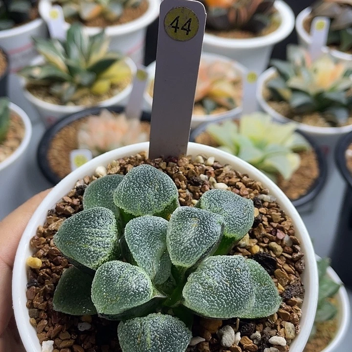 丸叶冰砖母本多肉植物