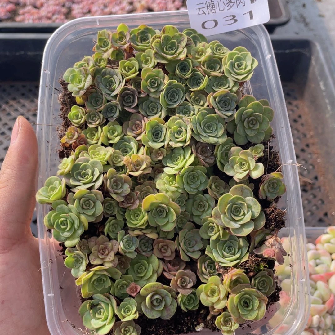 云糖心多肉植物31