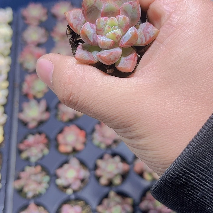 血燕 满10颗包邮