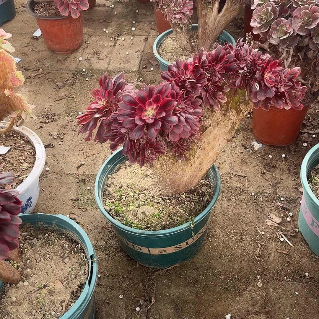 6美杜莎缀化法师多肉植物