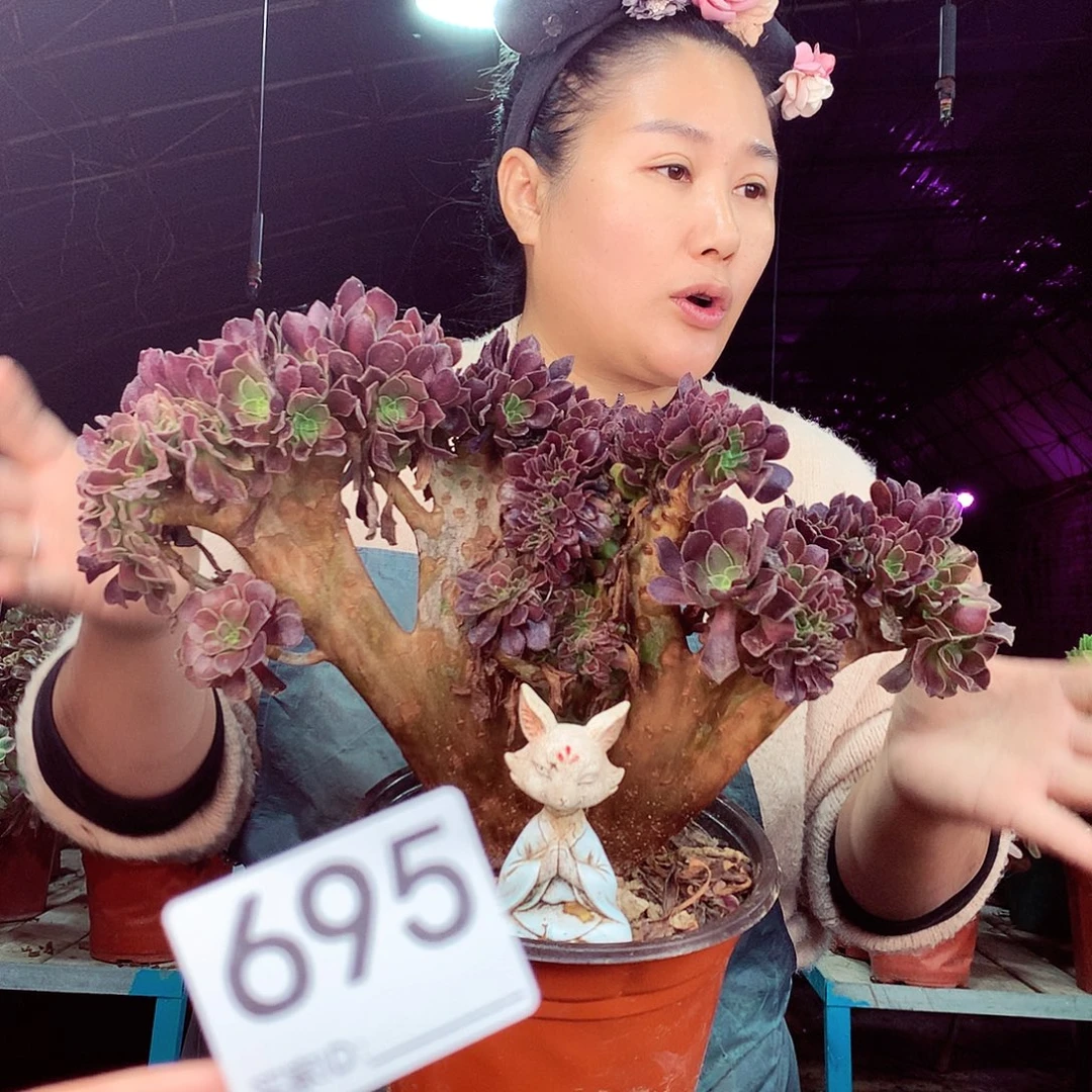 柒柒精品多肉脱土发货不包断侧枝695