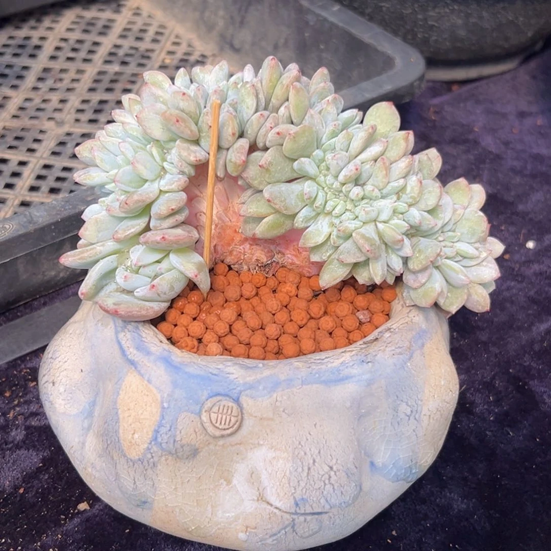 新年快乐 新年快乐