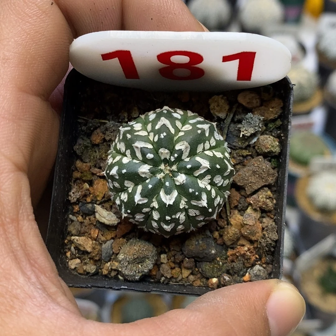 181福利特价来了打特价咯