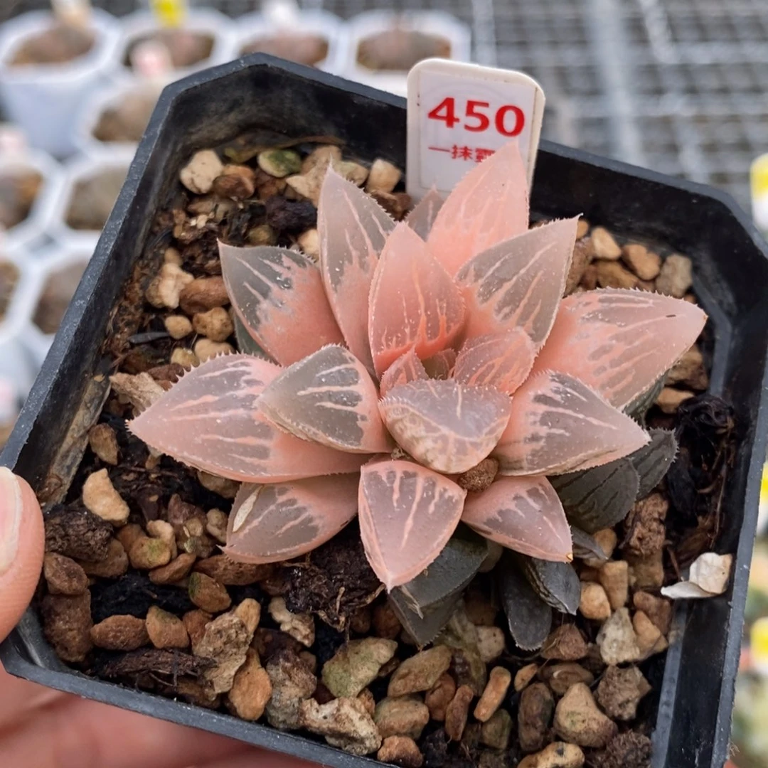 450号糊斑冰沙糖锦锦