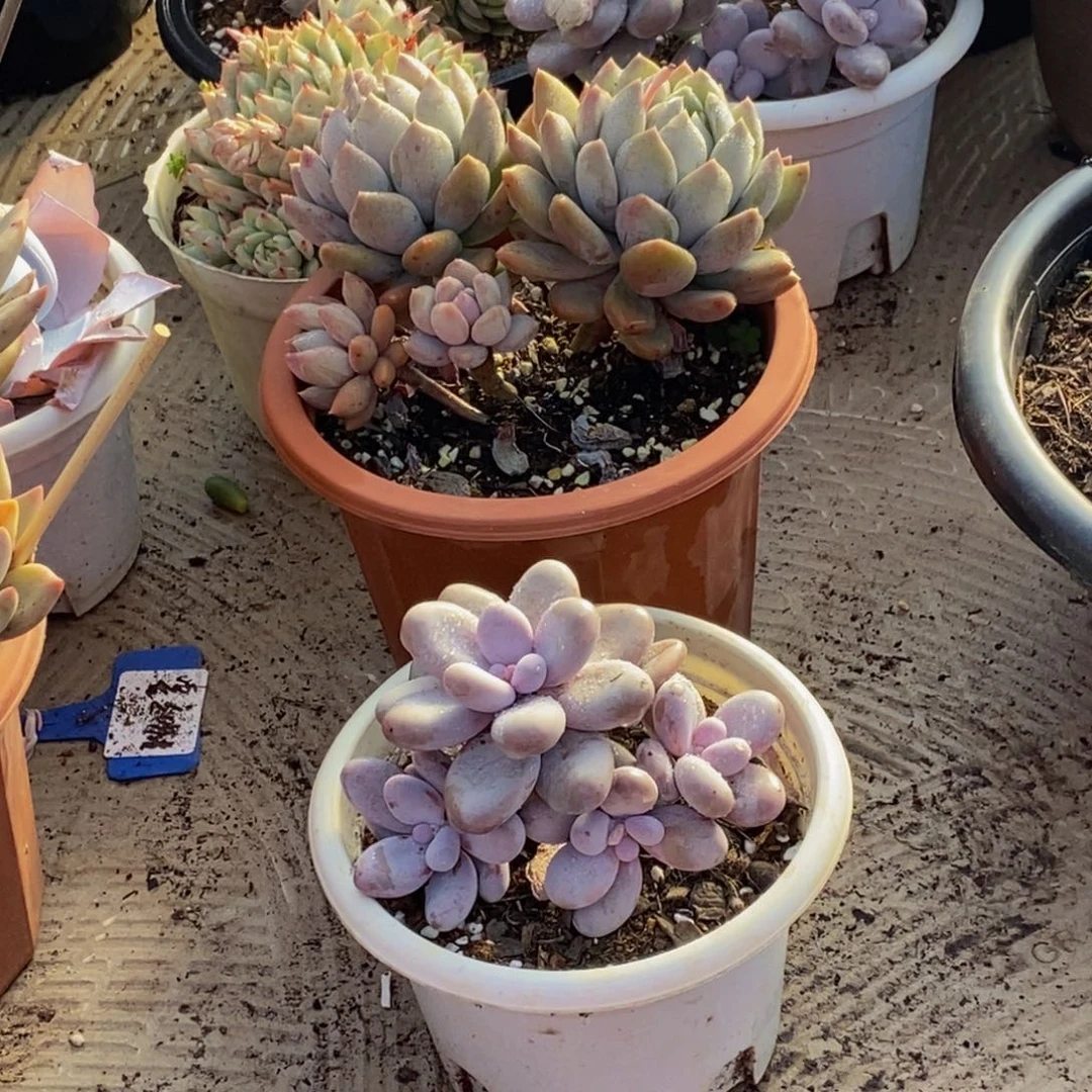 海**欧48包邮一物一拍多肉