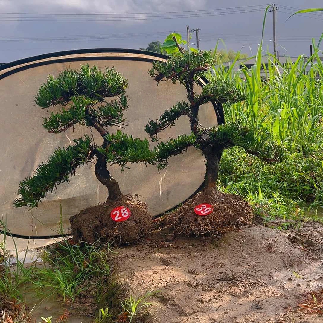 无花朵哎***！小叶雀舌罗汉松