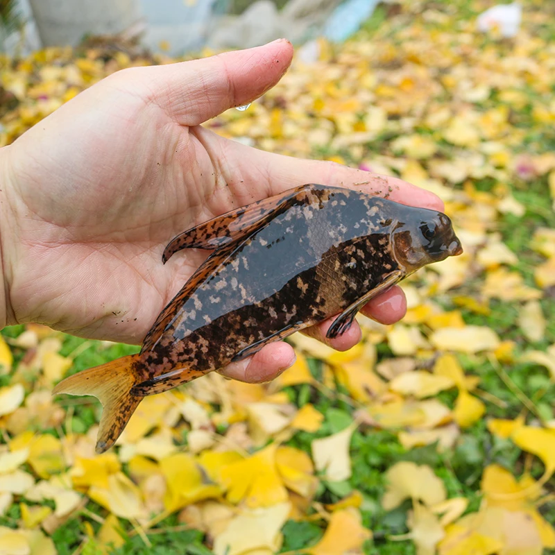 一帆风顺美人鱼胭脂小鱼四川发货淡水养殖食用观赏均可吃藻类青苔