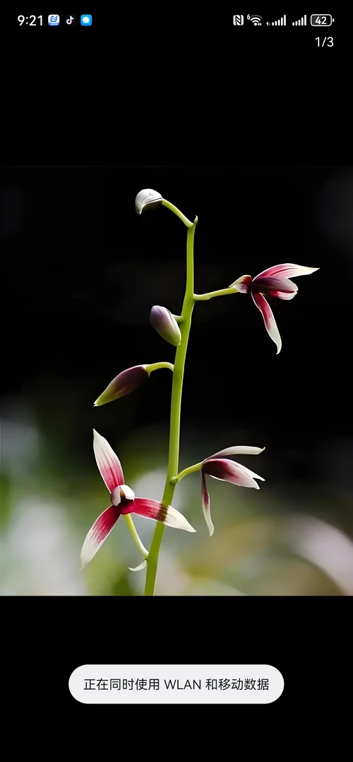 春兰惠兰一物一拍