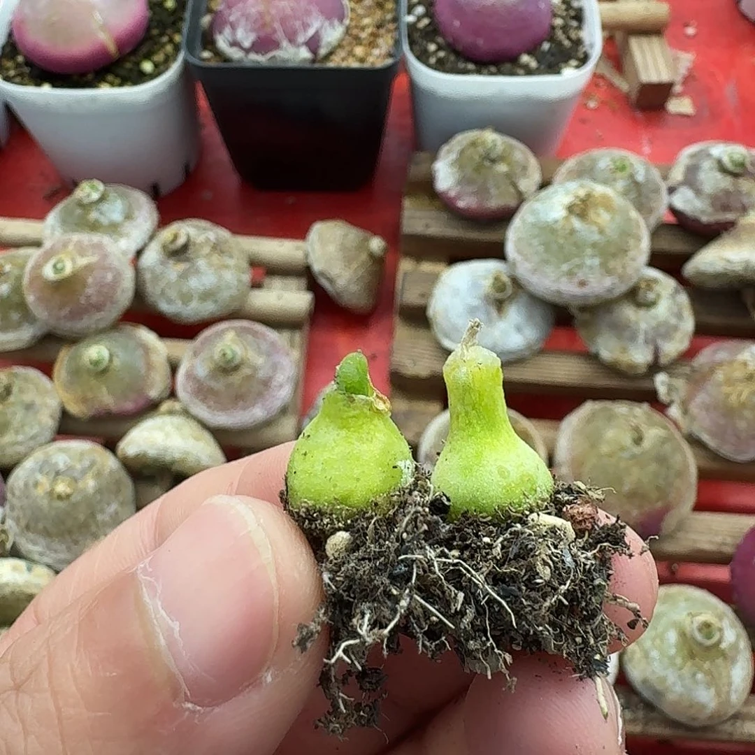 N***e278 ，一物一拍，两颗小葫芦
