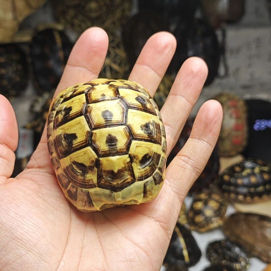 心***生赫曼龟甲，，，，，，，，，，。