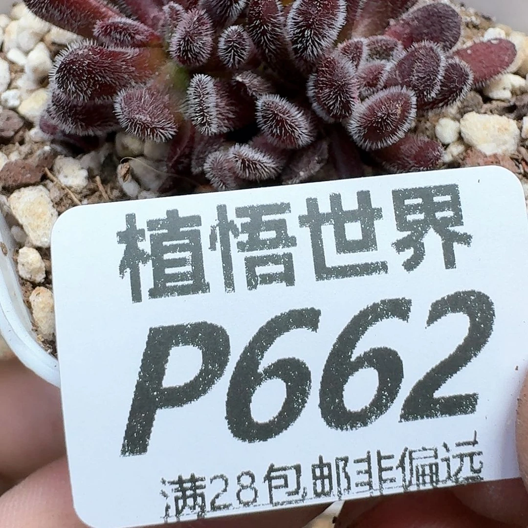 多肉植物的润泽发发